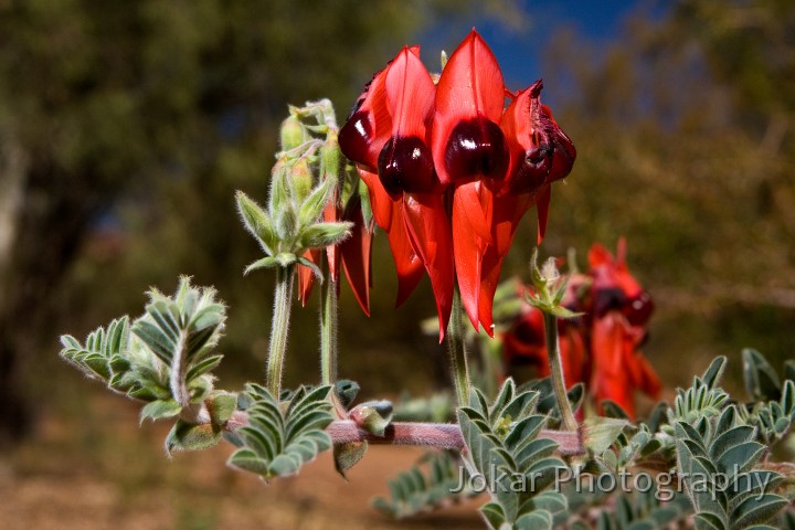 Larapinta_20080530_038 copy.jpg - Sturt Desert Pea  (Clianthus formosus) , Olive Pink Gardens, Alice Springs